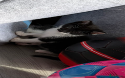 Mixed Breed cats for sale: Beautiful litter of kittens  - Image 6