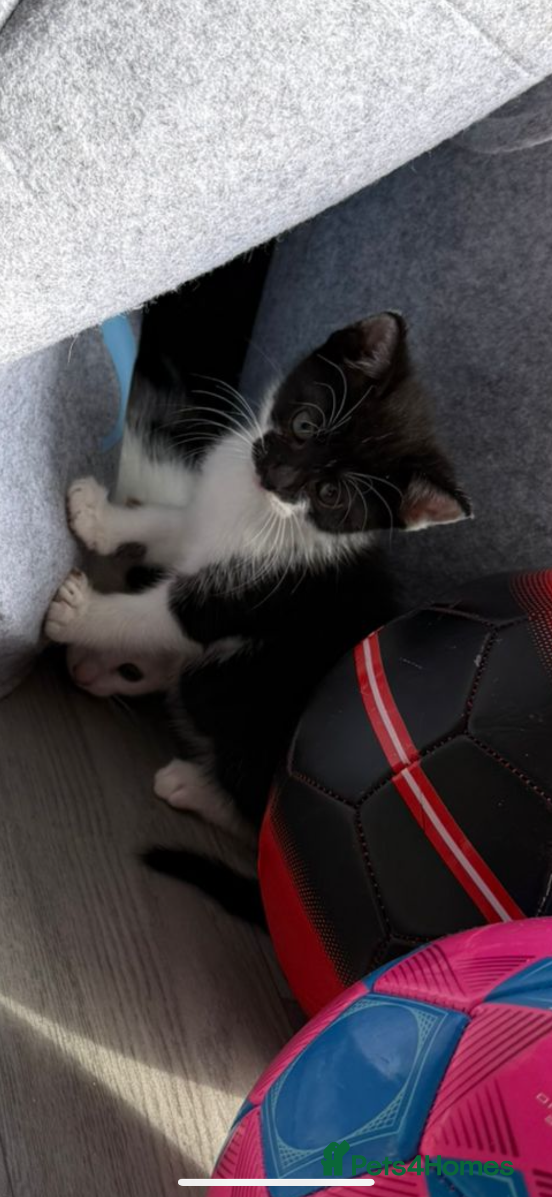 Mixed Breed cats for sale: Beautiful litter of kittens  - Image 6