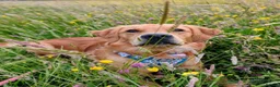 Golden Retriever dogs for sale: Waiting list open  - Advert 30