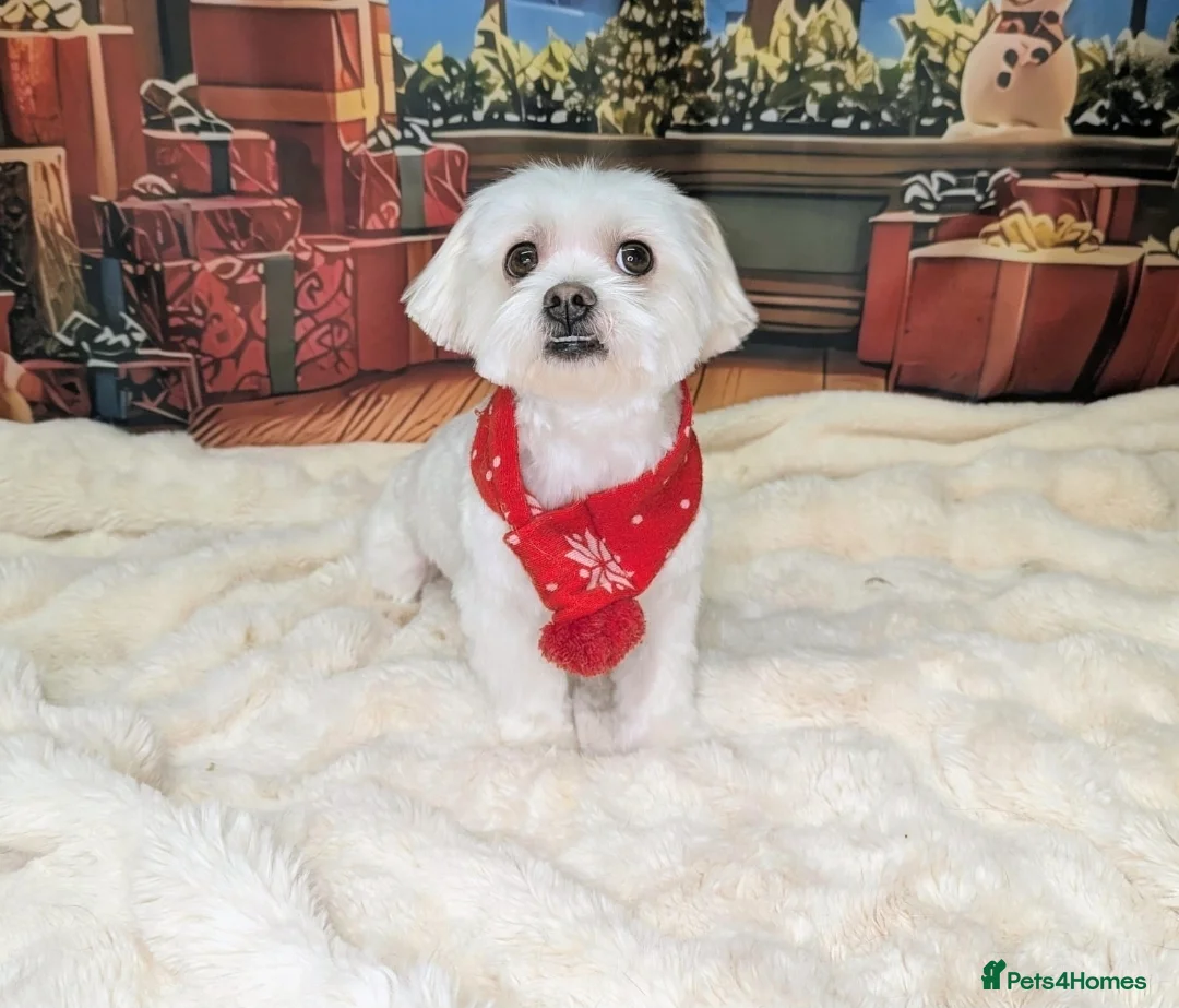 Maltese dogs for stud: Ralphy - Advert 2