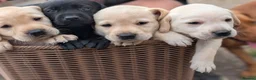 Labrador Retriever dogs for sale: Advanced trained Labradors  - Advert 7
