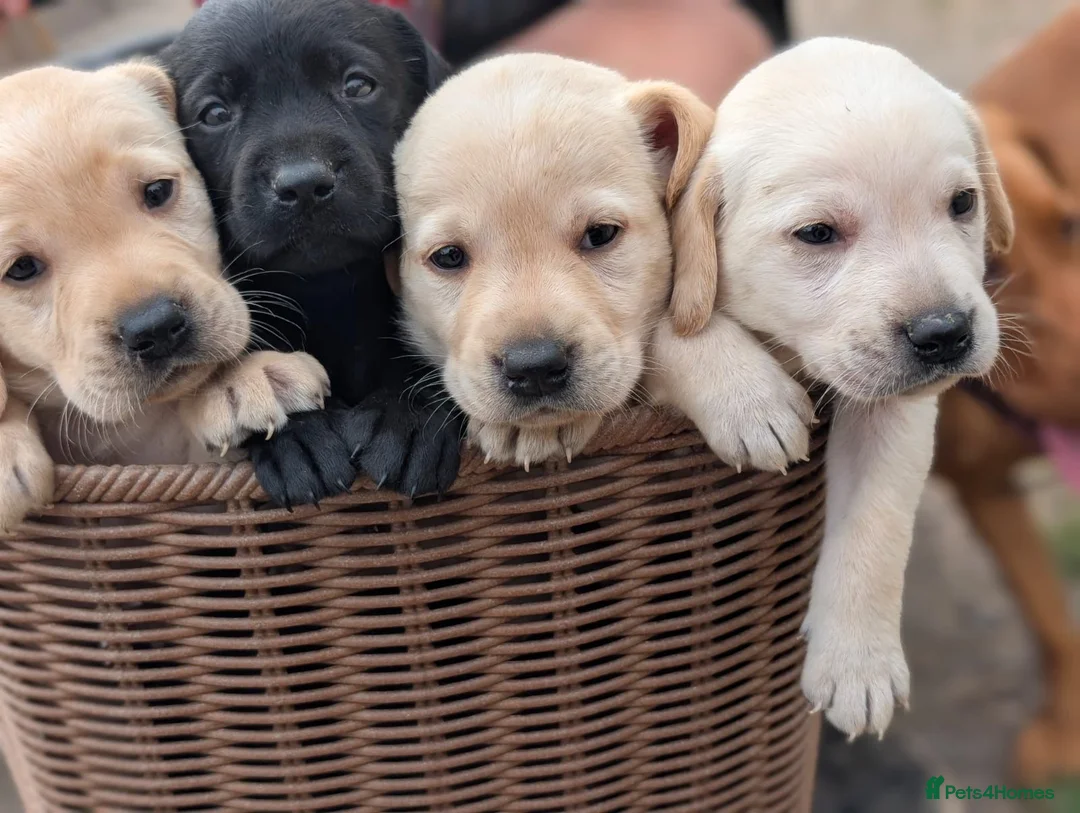 Labrador Retriever dogs for sale: Advanced trained Labradors  - Advert 7