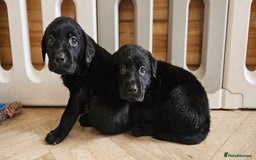 Labrador Retriever dogs for sale: 7 STUNNING BLACK LABRADOR PUPPIES - Image 12