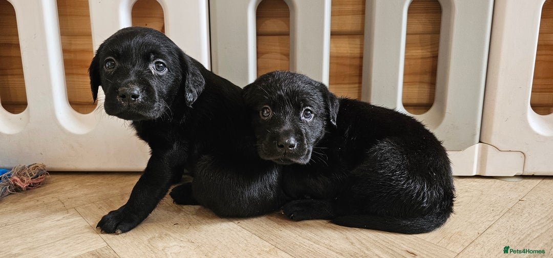 Labrador Retriever dogs for sale: 7 STUNNING BLACK LABRADOR PUPPIES - Image 12