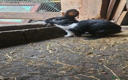 Dutch rabbits for sale: Dutch  - Image 2