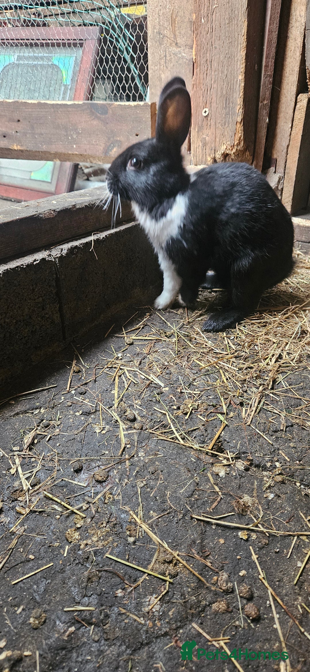 Dutch rabbits for sale: Dutch  - Image 2