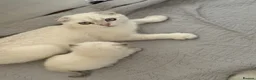 Scottish Fold cats for sale: Scotish fold  - Advert 7