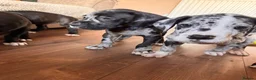 Great Dane dogs for sale: KC reg Great Dane pup - Advert 4