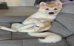 Japanese Akita Inu dogs for sale: Japanese Akita Inu  - Image 4