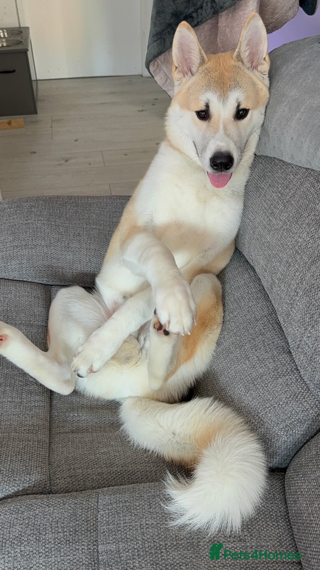 Japanese Akita Inu dogs for sale: Japanese Akita Inu  - Image 4