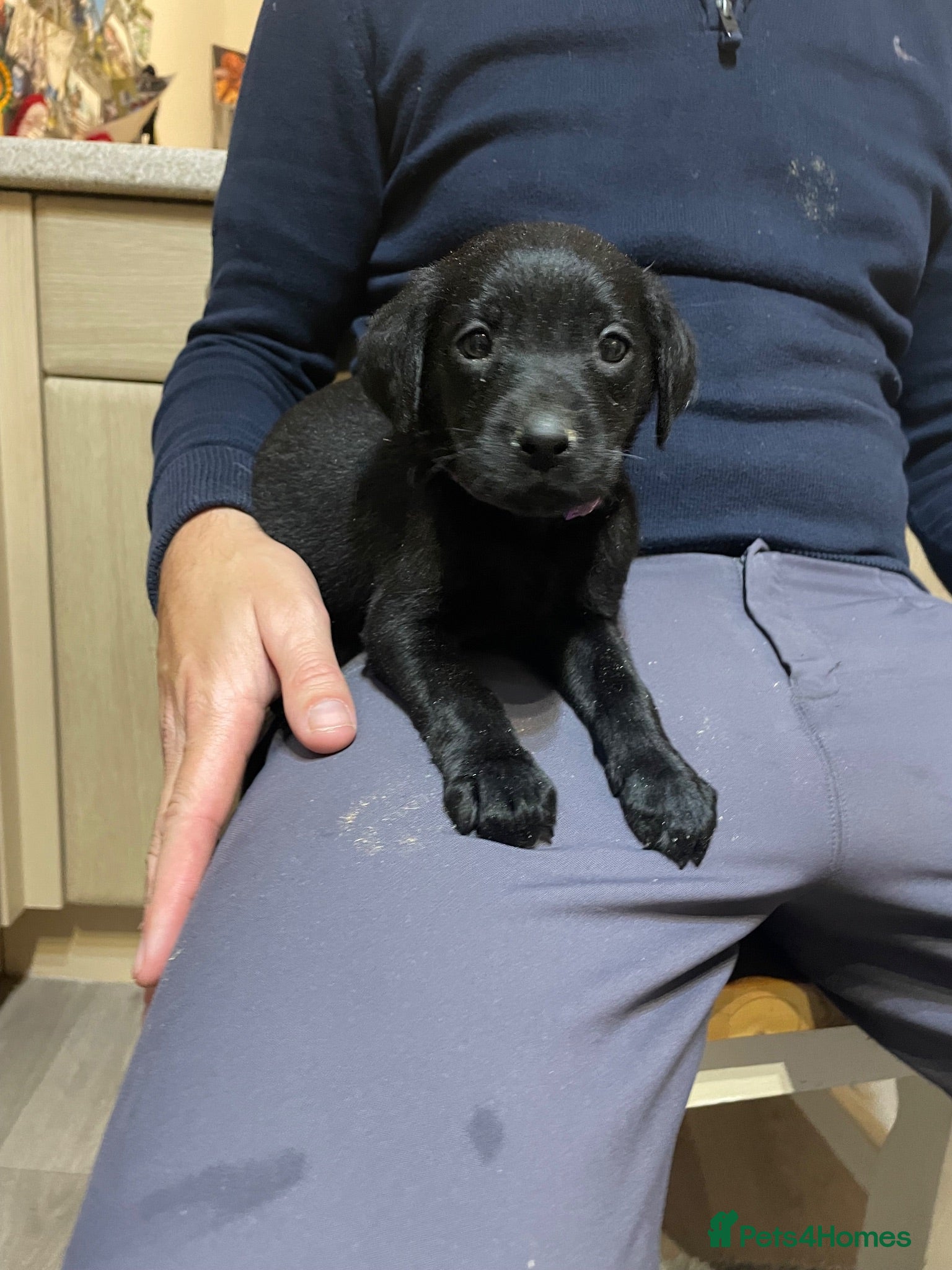 Labrador Retriever dogs Beautiful KC Labrador mixed litter puppies  - Advert 2