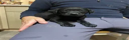 Labrador Retriever dogs for sale: Beautiful KC Labrador mixed litter puppies  - Advert 2