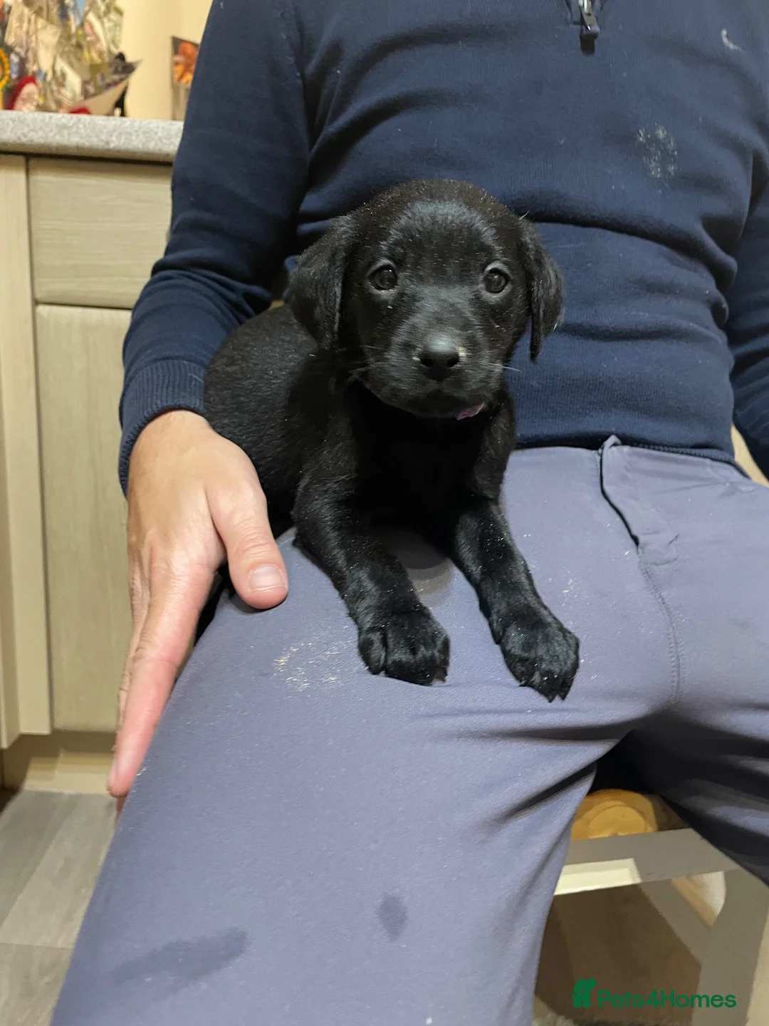 Labrador Retriever dogs for sale: Beautiful KC Labrador mixed litter puppies  - Advert 2