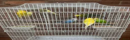 Budgerigars birds for sale: 7 budgies with cage joblot - Advert 1