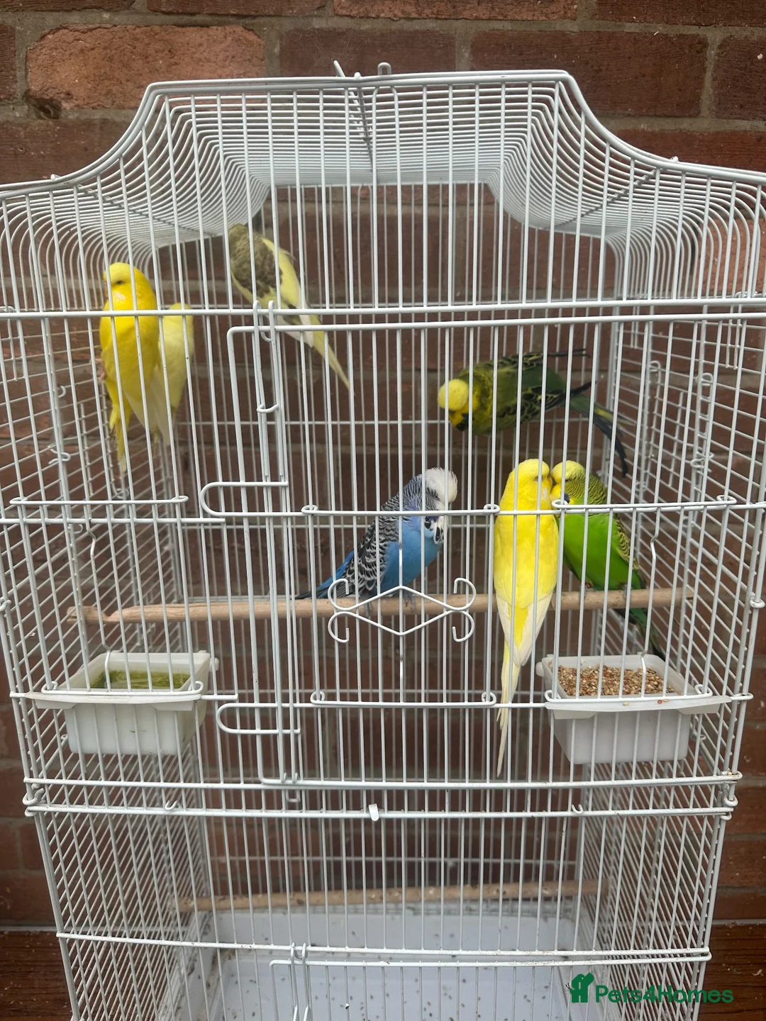 Budgerigars birds for sale: 7 budgies with cage joblot - Advert 1