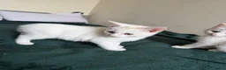 Mixed Breed cats for sale: Kittens beautiful playful  - Advert 4