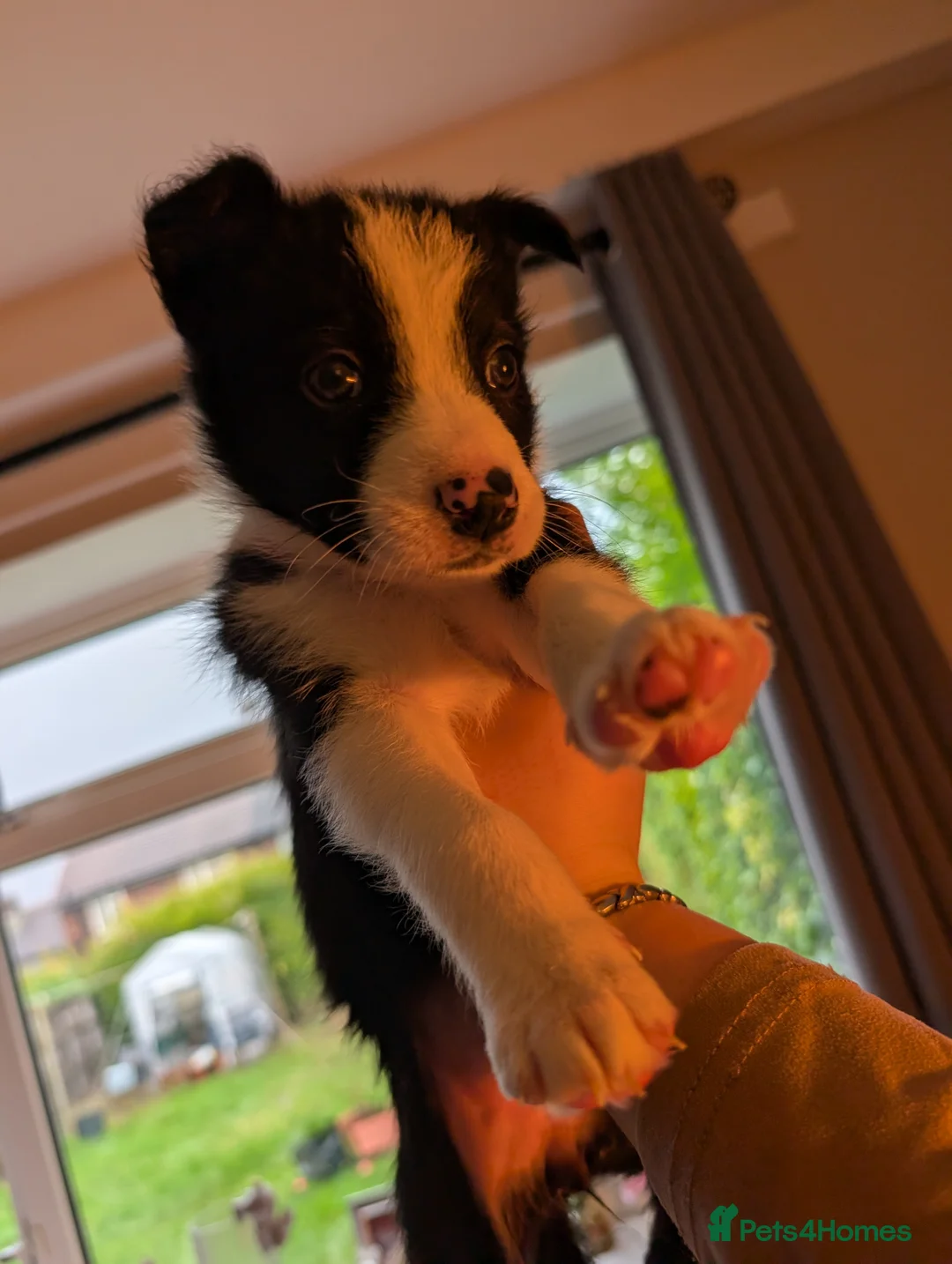 Border Collie dogs for sale: 2x border collie bitches. READY NOW - Advert 3