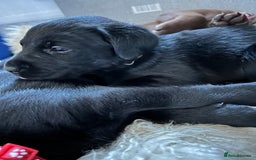 Labrador Retriever dogs for sale: Beautiful Labrador puppies 4 coats colour  - Image 21