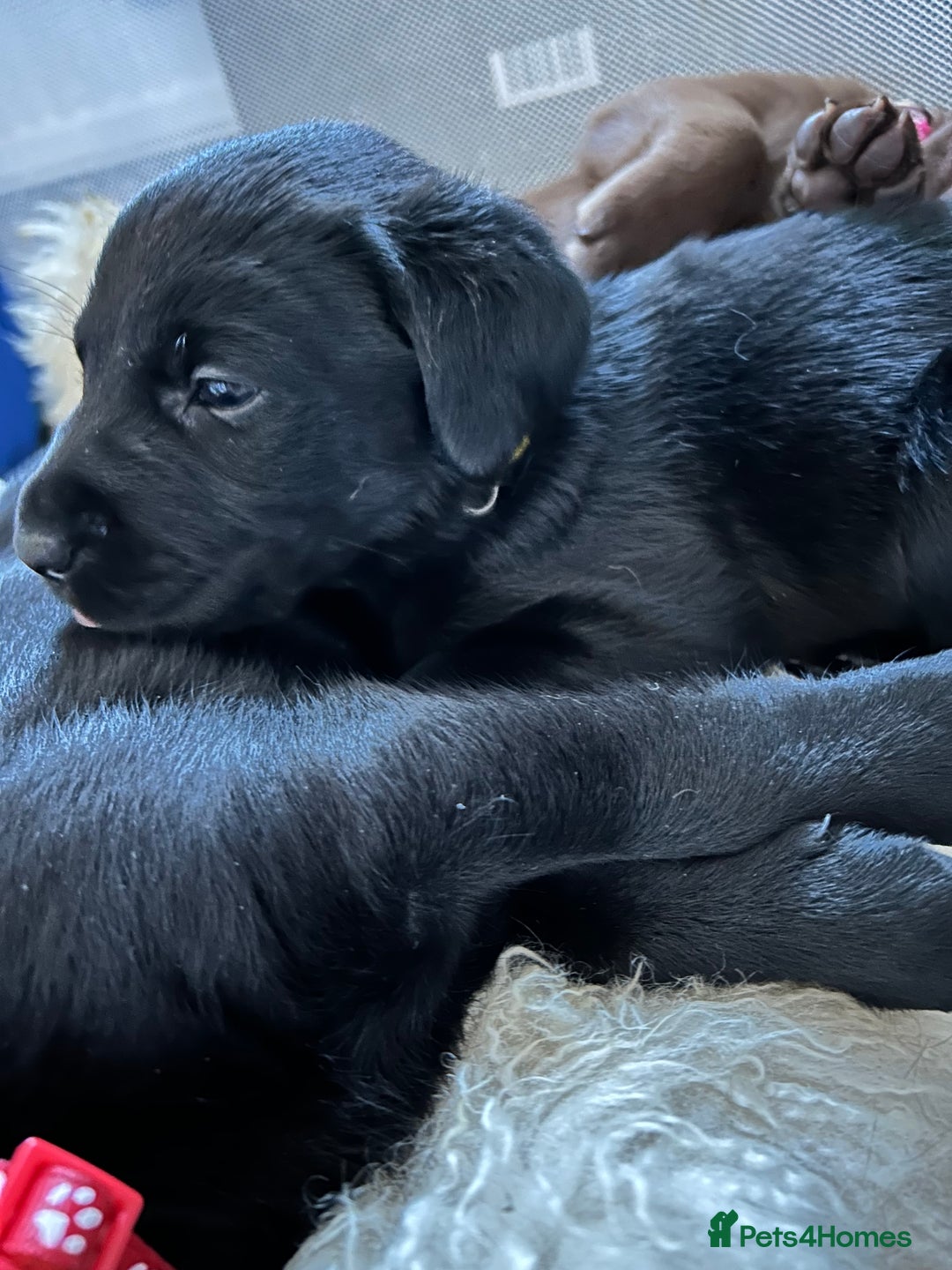 Labrador Retriever dogs for sale: Beautiful Labrador puppies 4 coats colour  - Image 21