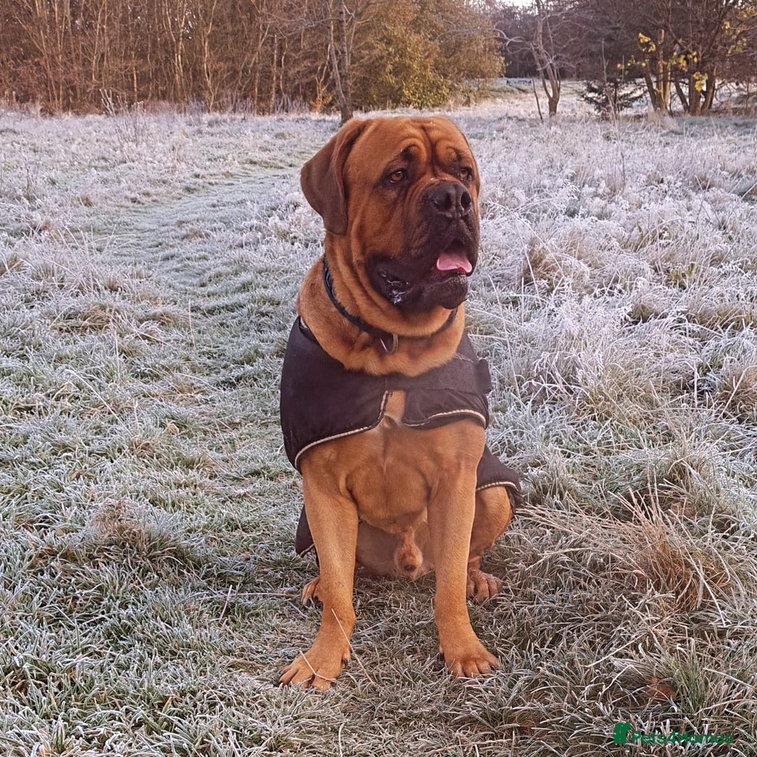 Dogue De Bordeaux dogs for stud: DOGUE DE BORDEUX STUD  in Glasgow - Image 9