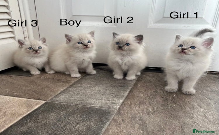 Ragdoll cats - Advert 5