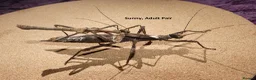 Stick Insects invertebrates for sale: STICK INSECTS   Green Bean, Sabah, Sunny, Choclog - Advert 3