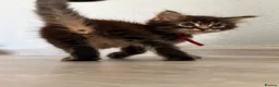 Maine Coon cats for sale: Maine Coon Kittens  - Advert 35