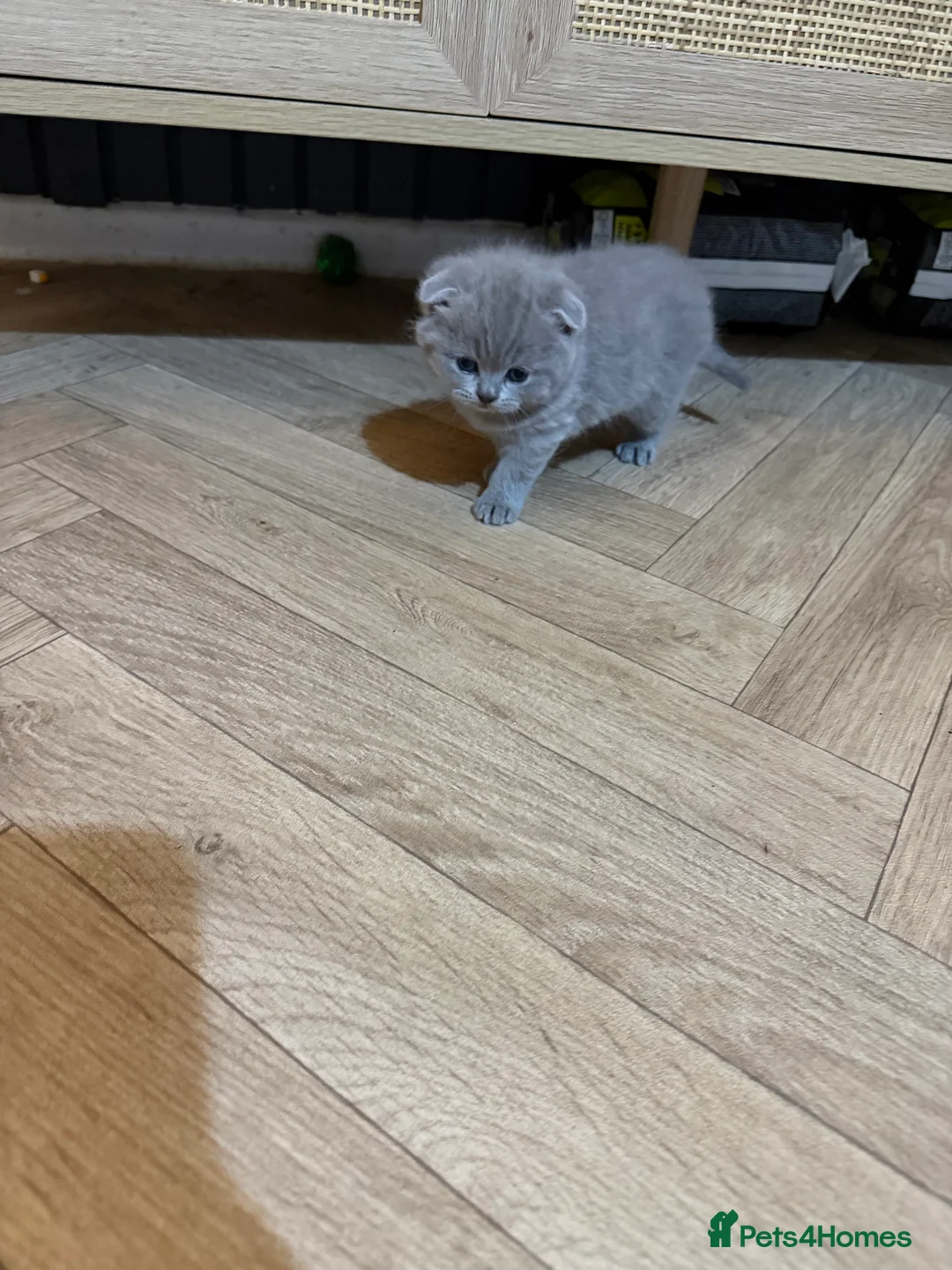 Scottish Fold cats for sale: 3 male Scottish fold kittens - Advert 13