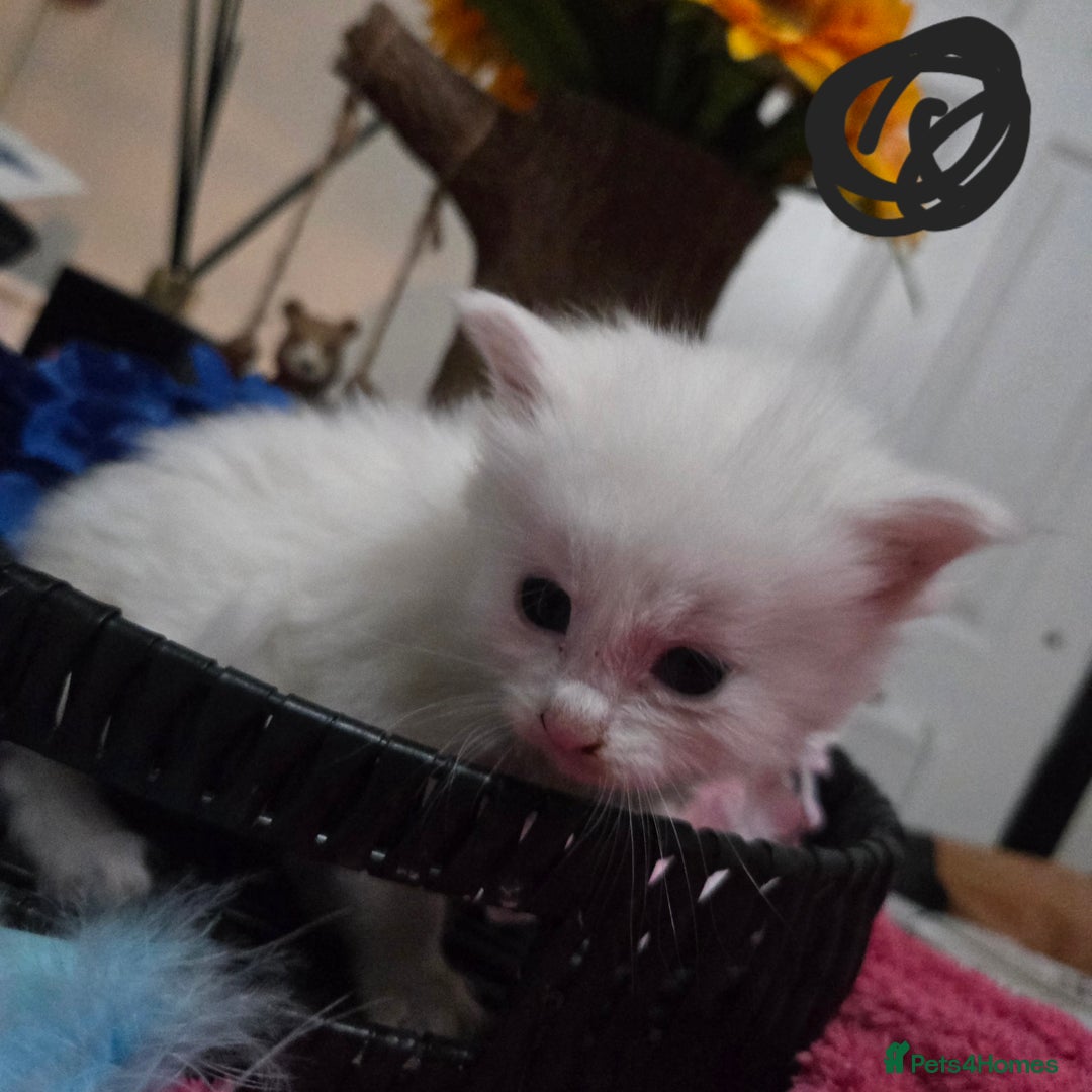 Maine Coon cats for sale: Champion russian Maine coon kittens - Advert 23