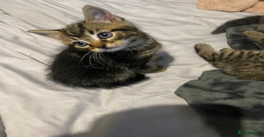 Mixed Breed cats - Advert 16