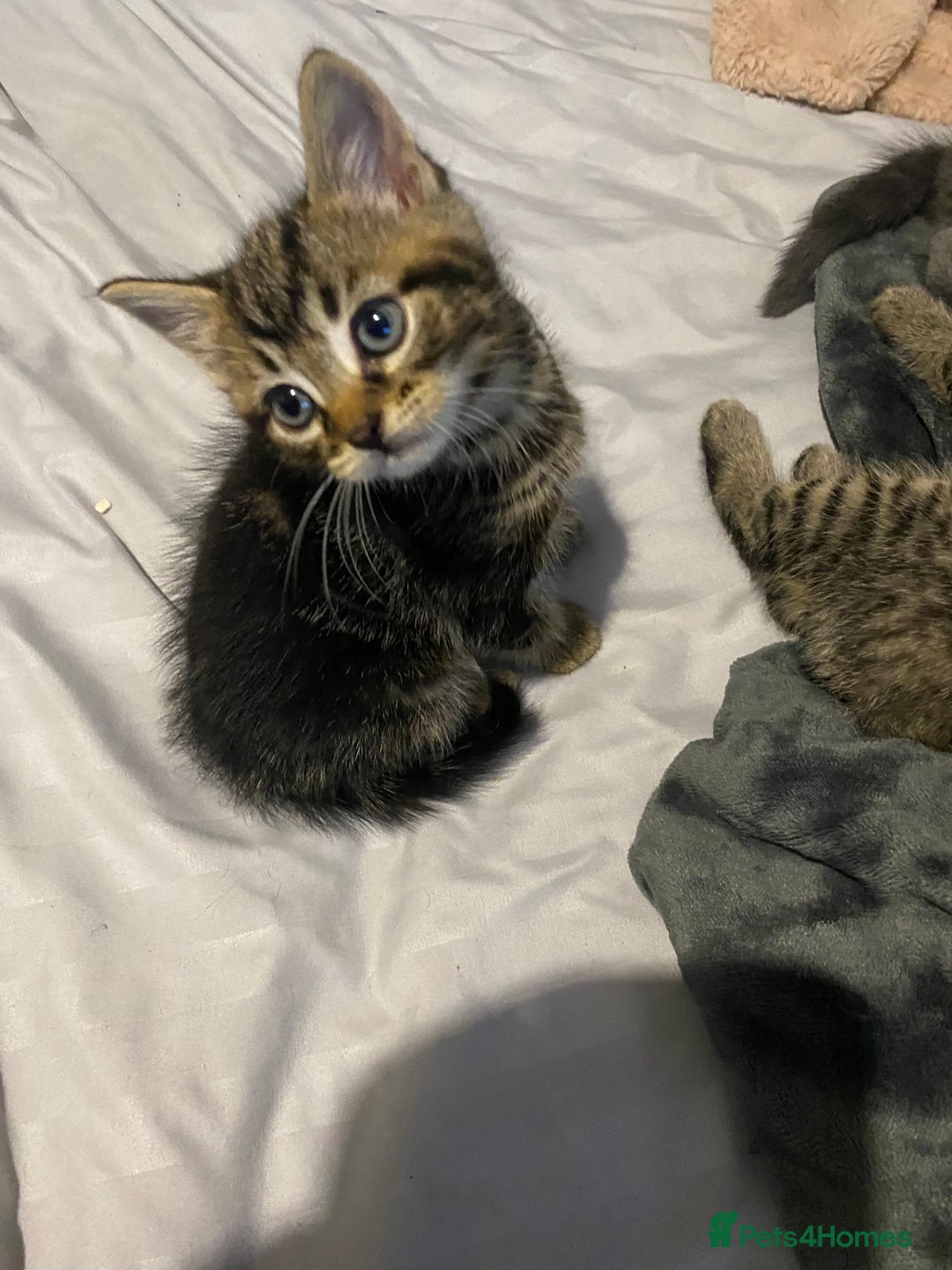 Mixed Breed cats for sale: Beautifull playfull  kittens  - Image 2
