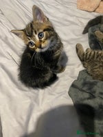 Mixed Breed cats - Advert 14