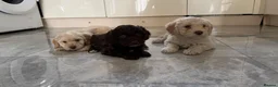Cockapoo dogs for sale: Cocker poo puppies for sale  in Basildon - Advert 7