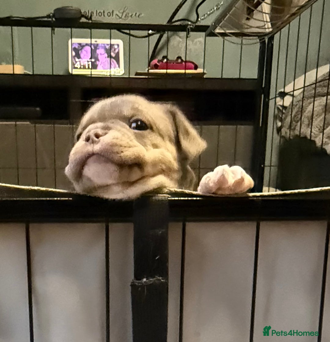 Mixed Breed dogs for sale: Frenchie cross puppy’s (80% frenchie) - Advert 11