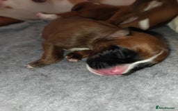 Boxer dogs for sale: Beautiful litter of six - Advert 10