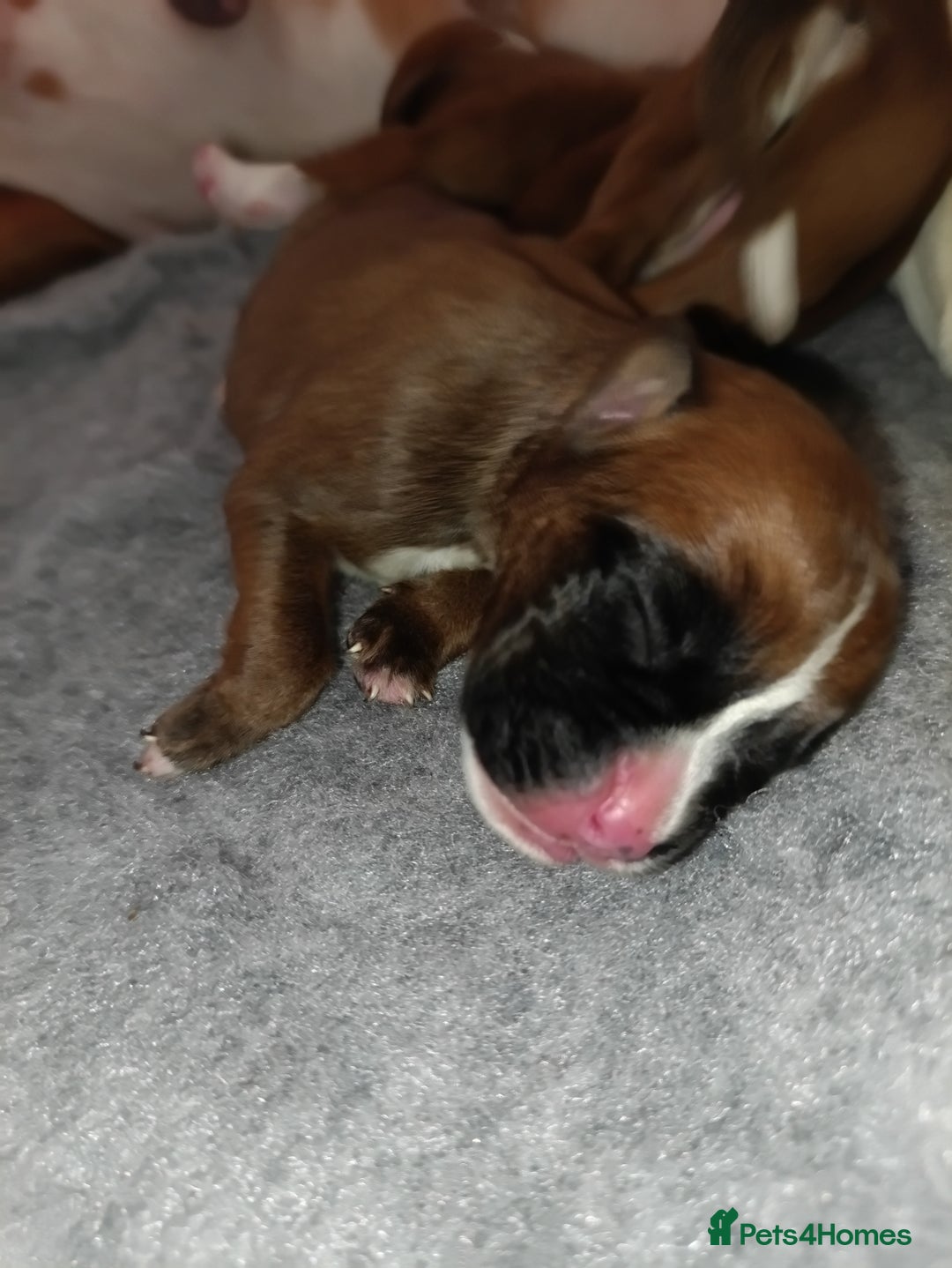 Boxer dogs for sale: Beautiful litter of six - Advert 10