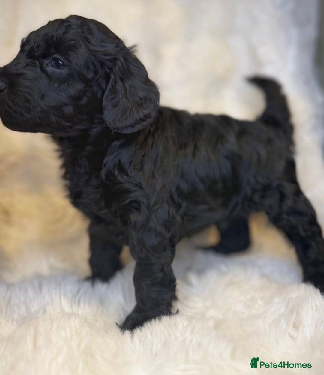 Labradoodle dogs for sale: Stunning merle F1b Labradoodle puppies  - Advert 5