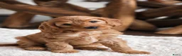 Cockapoo dogs for sale: Deep red F1b miniature Cockapoo girls  in Grantham - Advert 6