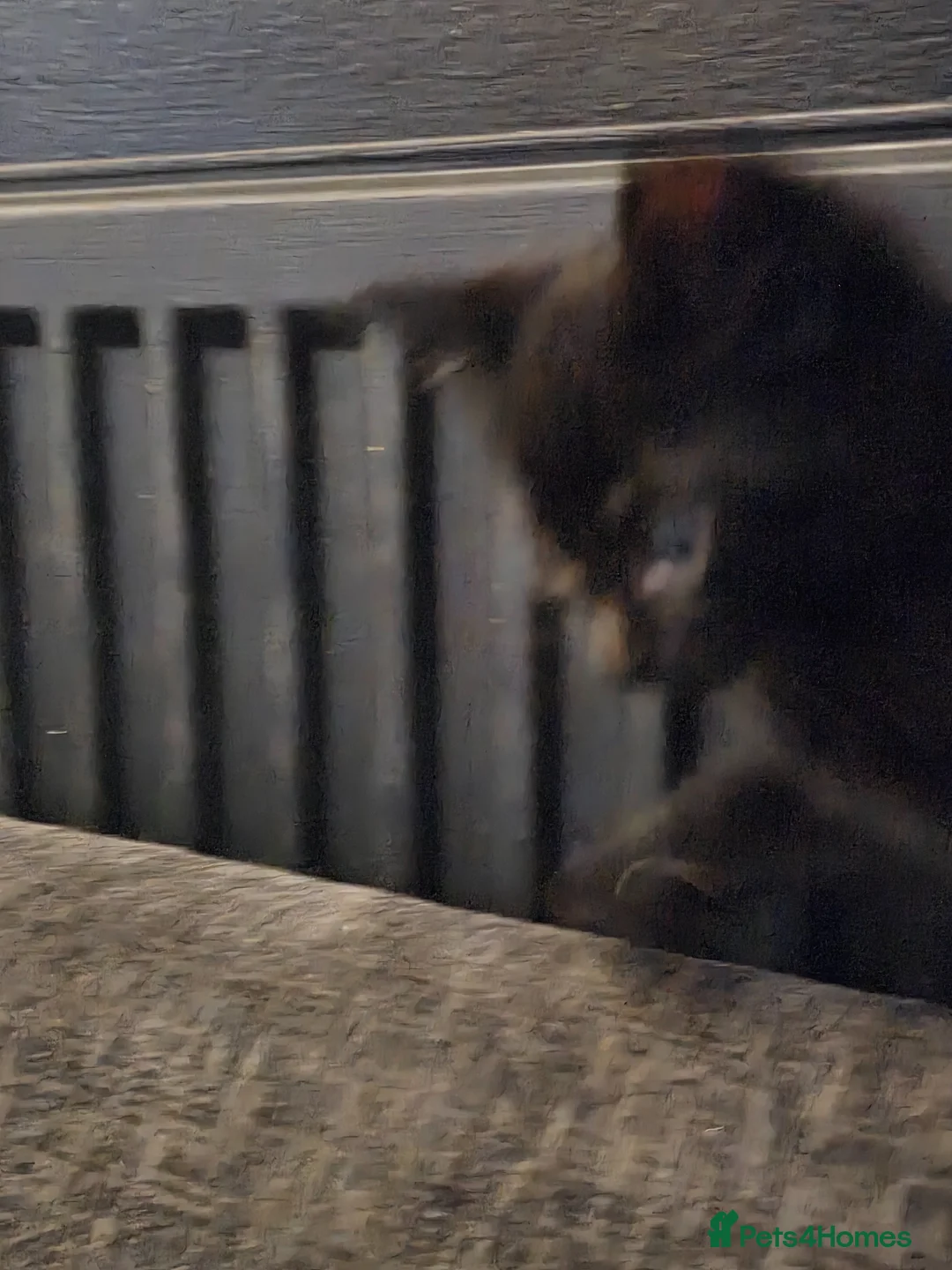 Mixed Breed cats for sale: Kittens  in Saint Helens - Advert 2