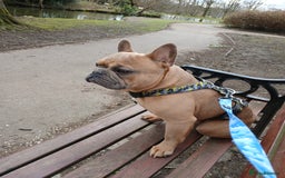 French Bulldog dogs for sale: Loving affectionate frenchie - Image 4