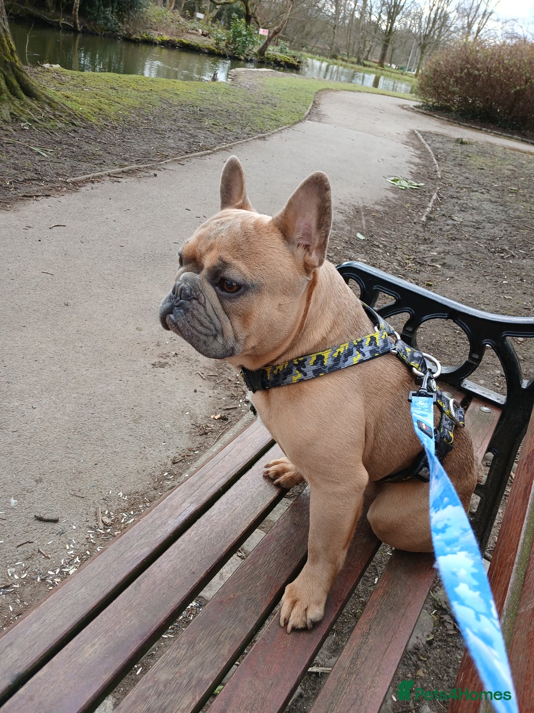 French Bulldog dogs for sale: Loving affectionate frenchie - Image 4