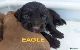 Sprocker dogs for sale: Exceptional working-line puppies for loving homes! - Image 12