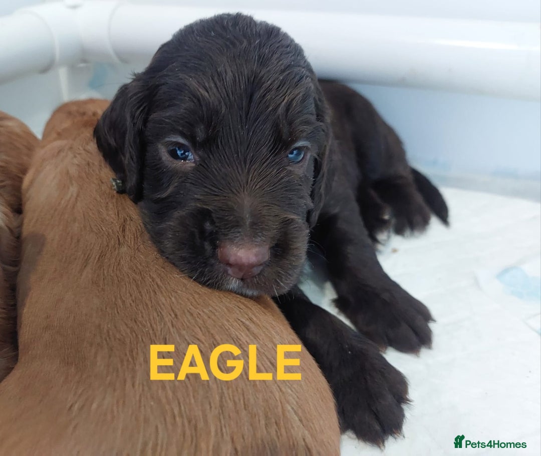 Sprocker dogs for sale: Exceptional working-line puppies for loving homes! - Image 12