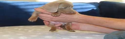 Miniature Dachshund dogs for sale: 4 boy’s beautiful miniature dachshund puppies  - Advert 27