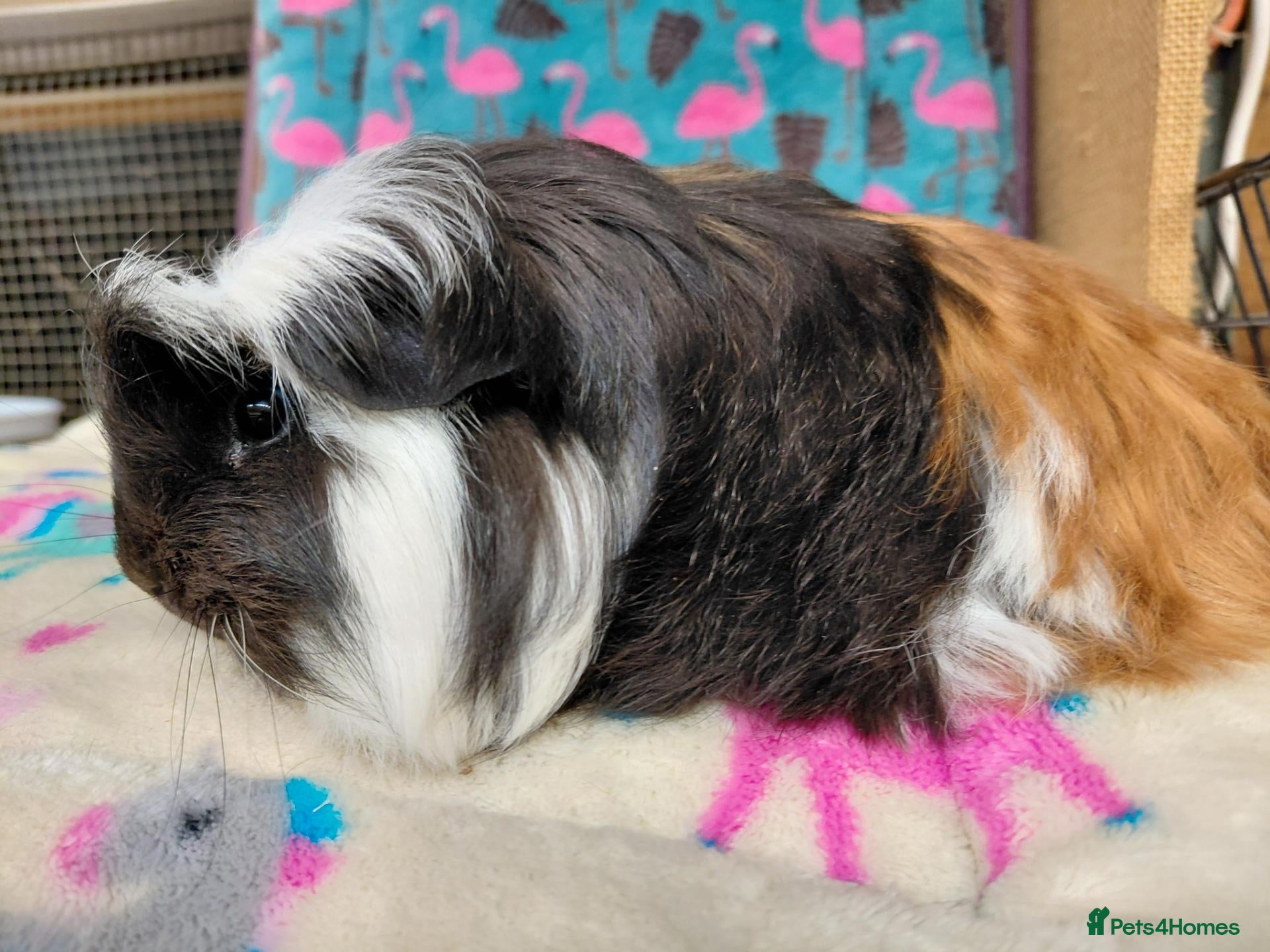 Guinea Pig rodents for sale: Baby Boars in longhaired breeds & teddies  - Advert 17