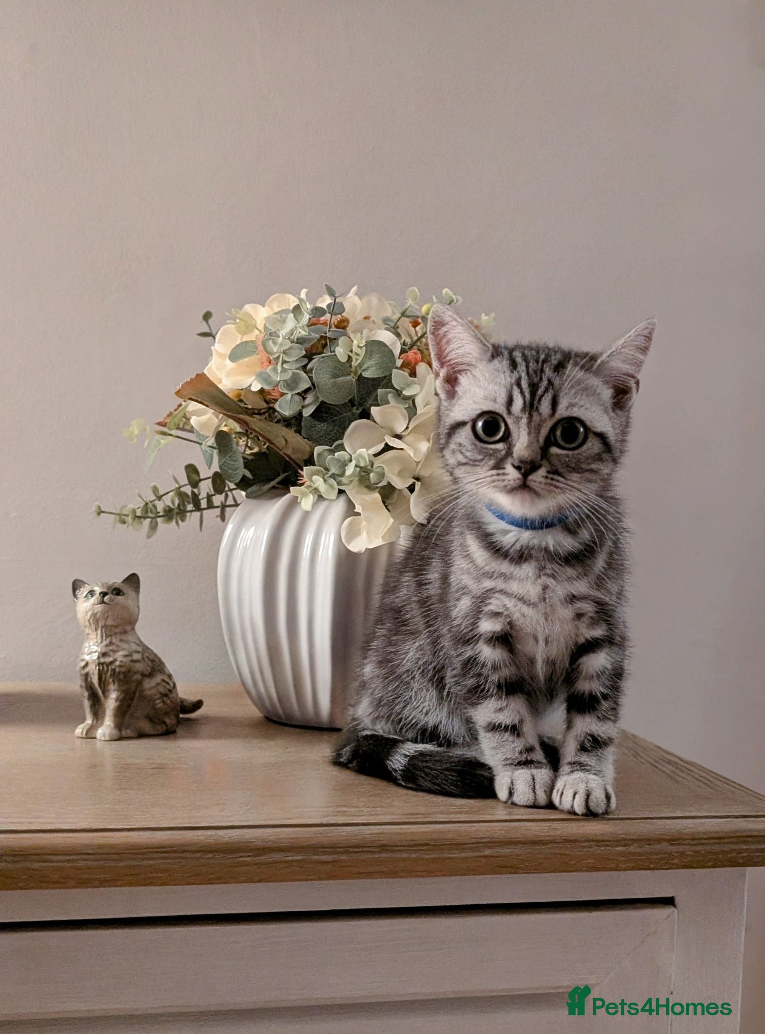 British Shorthair cats British Shorthair silver Tabby  KITTENS - Advert 1