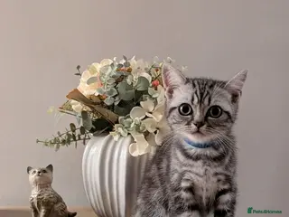 British Shorthair cats British Shorthair silver Tabby KITTENS - Advert 1