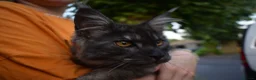 Maine Coon cats for sale: Gorgeous Champion Bloodline Maine Coon Kittens - Advert 9