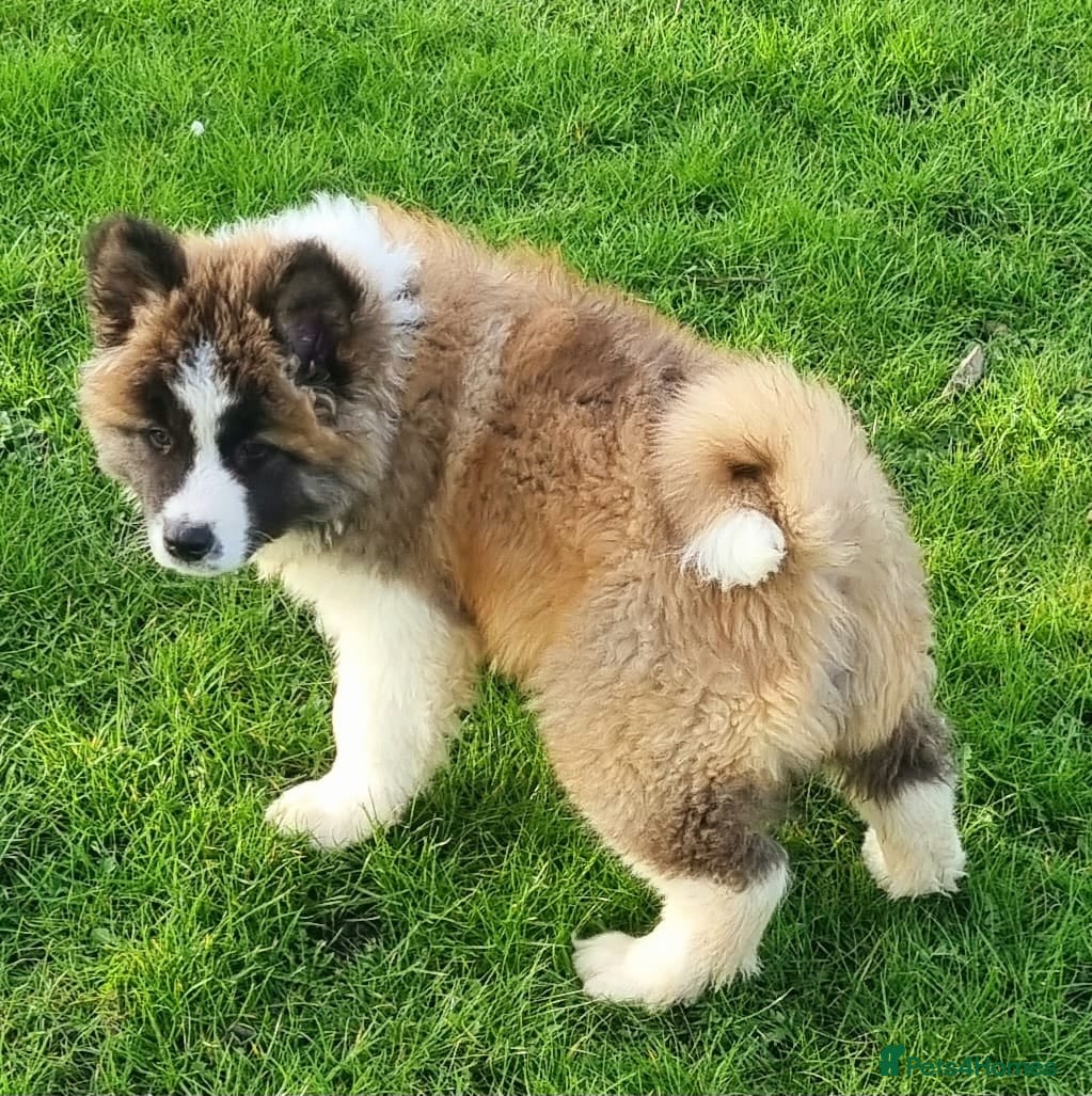 Akita dogs Akita pup - Advert 2