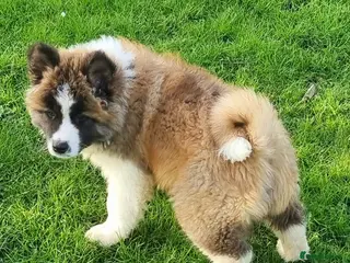 Akita dogs Akita pup - Advert 2